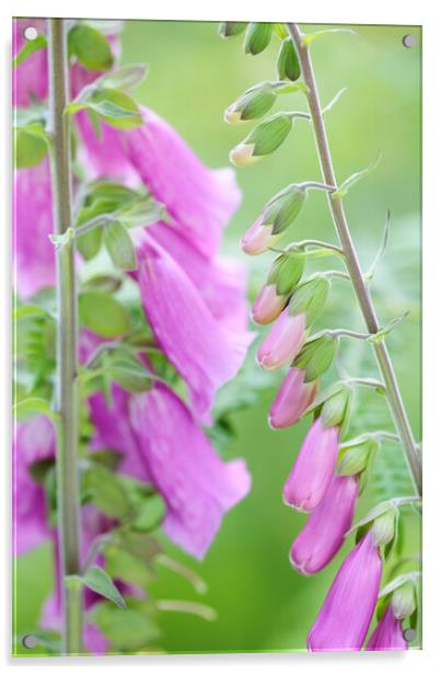 Foxglove Flowers, Sussex, England Acrylic by Neil Overy