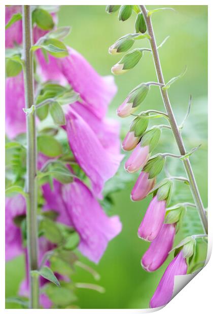 Foxglove Flowers, Sussex, England Print by Neil Overy