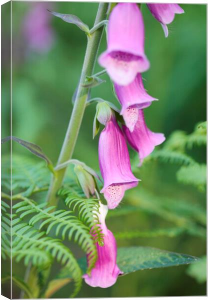 Foxglove Flowers, Sussex, England Canvas Print by Neil Overy