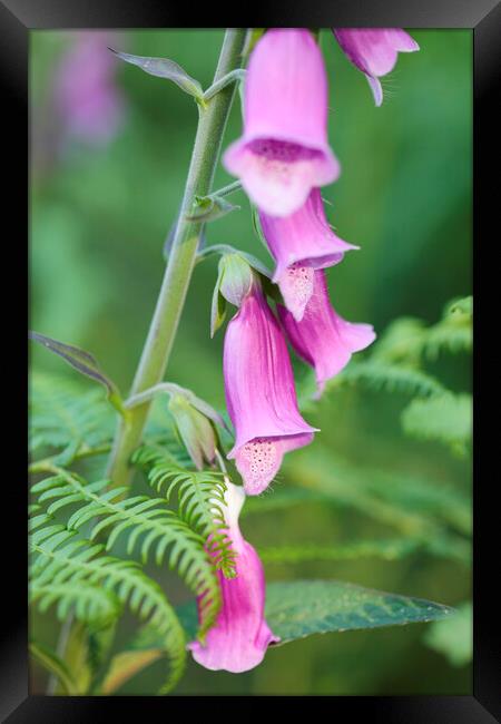 Foxglove Flowers, Sussex, England Framed Print by Neil Overy