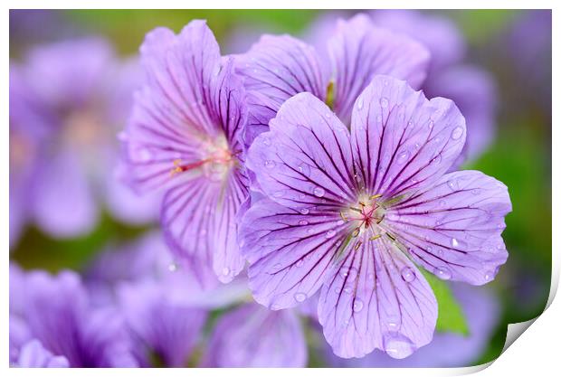Purple Geranium Flower with Dew Drops Print by Neil Overy