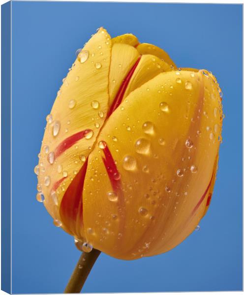 Spring Tulip 3 Canvas Print by Jim Hughes
