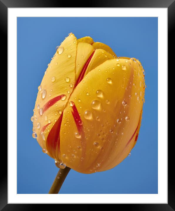 Spring Tulip 3 Framed Mounted Print by Jim Hughes