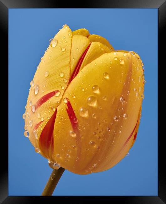 Spring Tulip 3 Framed Print by Jim Hughes