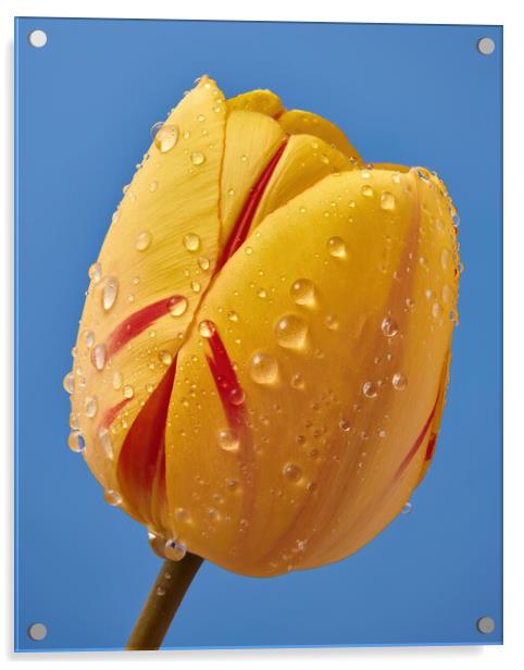 Spring Tulip 3 Acrylic by Jim Hughes