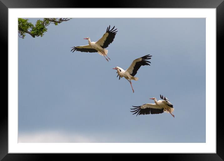 Stork Approaching Nest Framed Mounted Print by Mark Jones