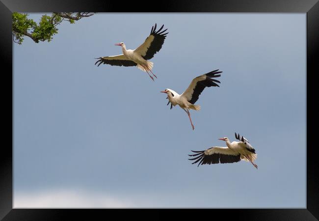 Stork Approaching Nest Framed Print by Mark Jones