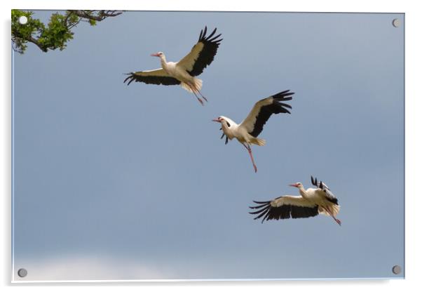 Stork Approaching Nest Acrylic by Mark Jones