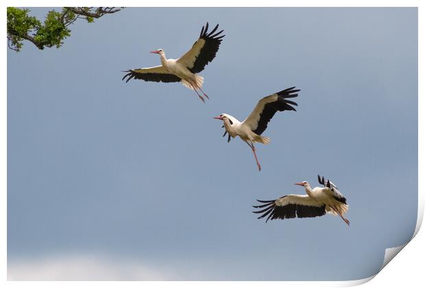 Stork Approaching Nest Print by Mark Jones
