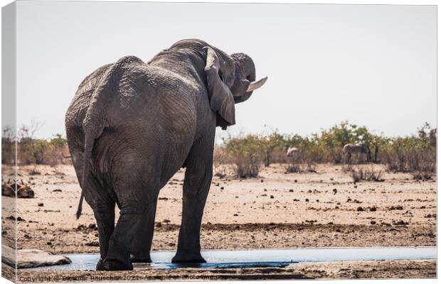 White Etosha Elephant Drinking from Tobiroen Waterhole in Namibi Canvas Print by Dietmar Rauscher