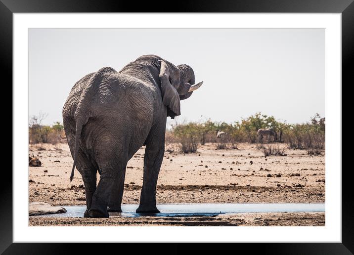White Etosha Elephant Drinking from Tobiroen Waterhole in Namibi Framed Mounted Print by Dietmar Rauscher