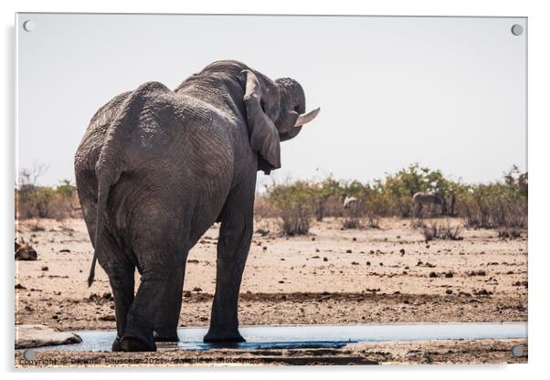 White Etosha Elephant Drinking from Tobiroen Waterhole in Namibi Acrylic by Dietmar Rauscher