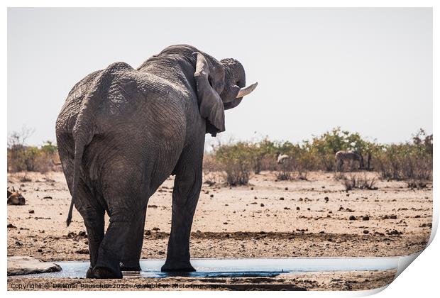 White Etosha Elephant Drinking from Tobiroen Waterhole in Namibi Print by Dietmar Rauscher