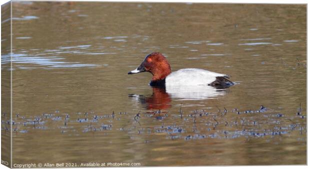 Pochard Duck Canvas Print by Allan Bell