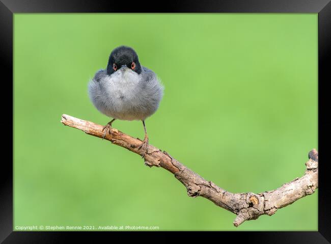 Warbler bird perched on withered tree branch Framed Print by Stephen Rennie