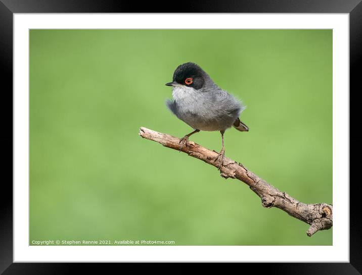 Sardinian Warbler bird perched on a tree branch Framed Mounted Print by Stephen Rennie