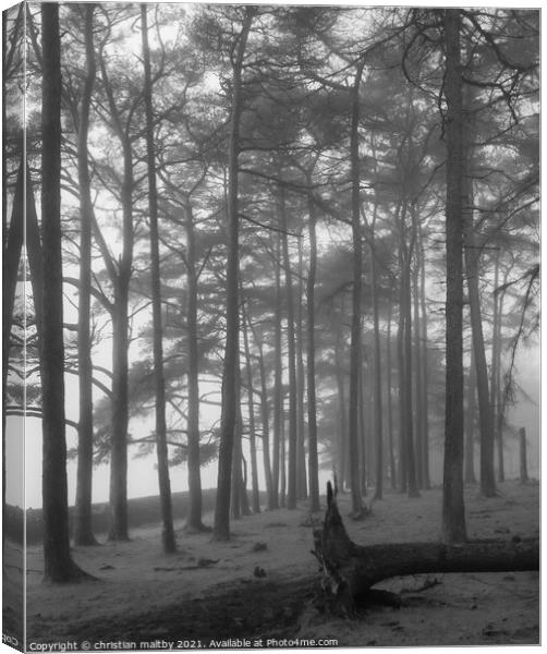 Misty woods Dumfries Galloway Canvas Print by christian maltby