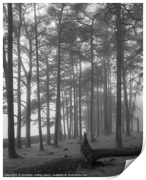 Misty woods Dumfries Galloway Print by christian maltby