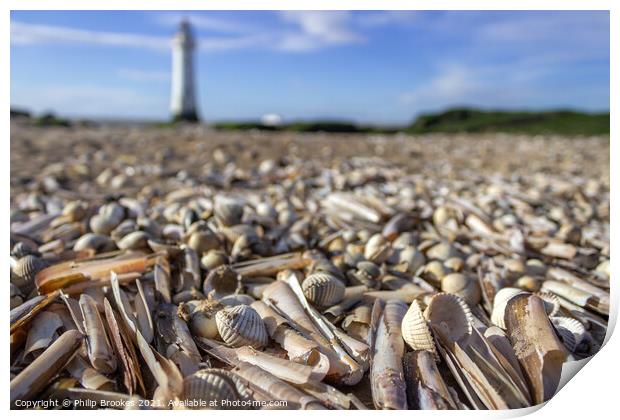 Shells on New Brighton Beach Print by Philip Brookes