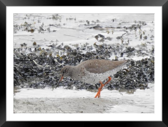 Redshank searching for food at edge of the Thames Framed Mounted Print by Joan Rosie
