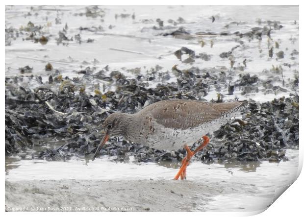 Redshank searching for food at edge of the Thames Print by Joan Rosie