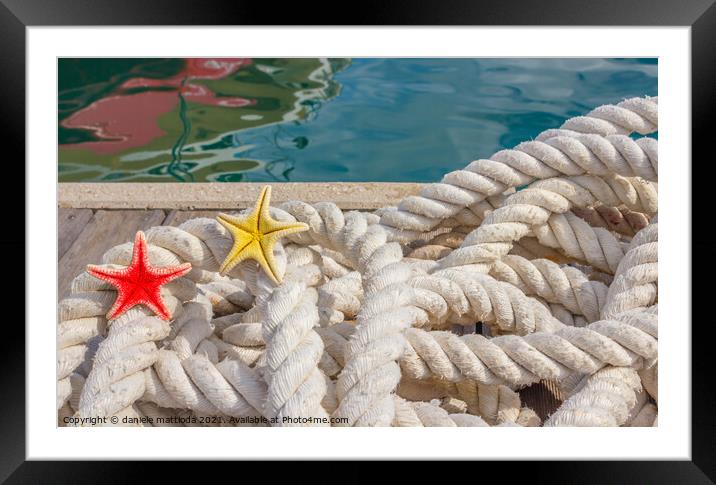 detail of a rope for mooring with two sea starfish Framed Mounted Print by daniele mattioda