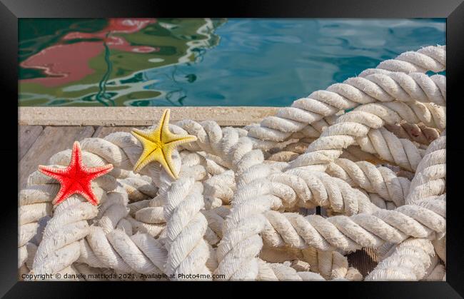 detail of a rope for mooring with two sea starfish Framed Print by daniele mattioda