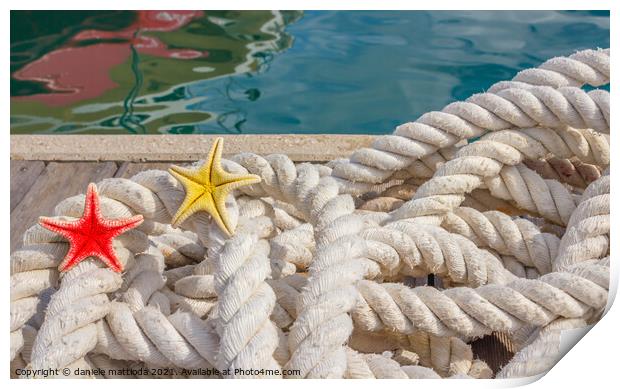detail of a rope for mooring with two sea starfish Print by daniele mattioda