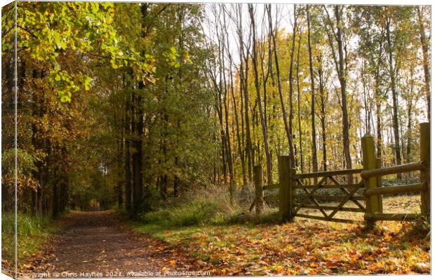 An Autumn Walk through the Woodland  Canvas Print by Chris Haynes