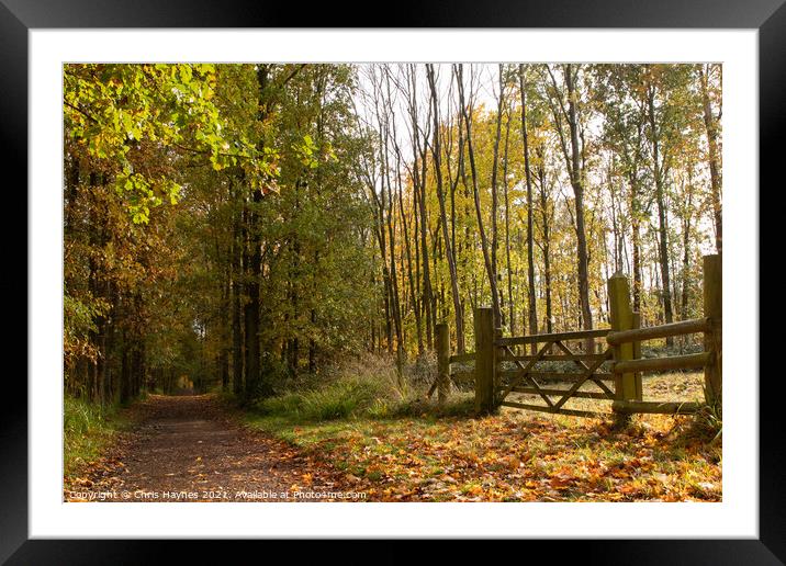 An Autumn Walk through the Woodland  Framed Mounted Print by Chris Haynes