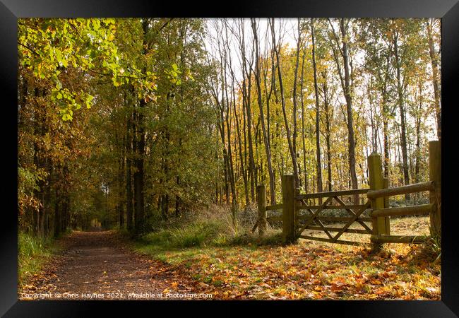 An Autumn Walk through the Woodland  Framed Print by Chris Haynes