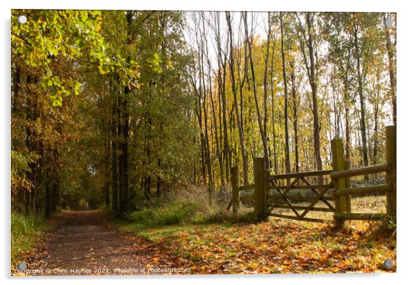 An Autumn Walk through the Woodland  Acrylic by Chris Haynes