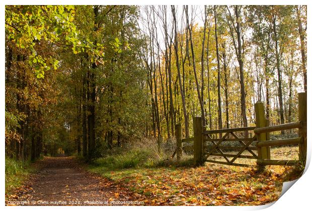 An Autumn Walk through the Woodland  Print by Chris Haynes