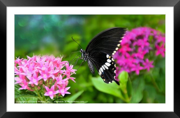 Common Mormon Butterfly Framed Mounted Print by Elaine Manley