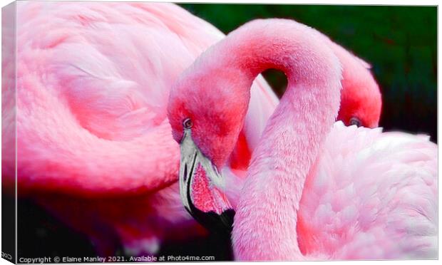 Flamingos     Bubble Gum Pink Canvas Print by Elaine Manley