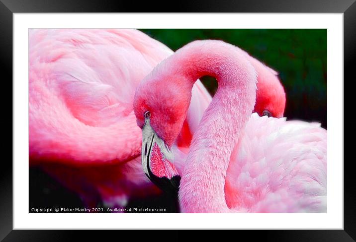 Flamingos     Bubble Gum Pink Framed Mounted Print by Elaine Manley
