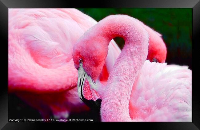 Flamingos     Bubble Gum Pink Framed Print by Elaine Manley
