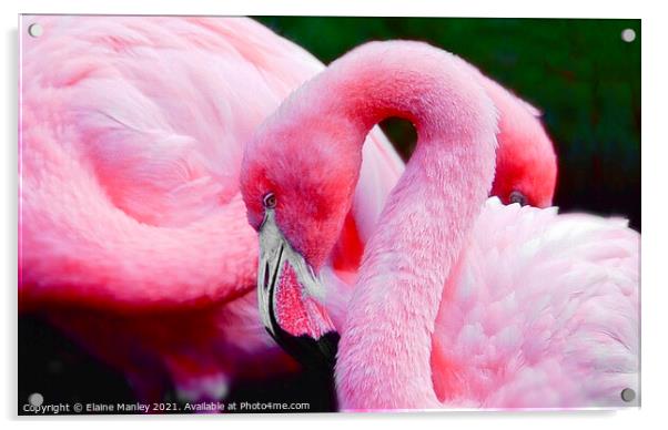 Flamingos     Bubble Gum Pink Acrylic by Elaine Manley