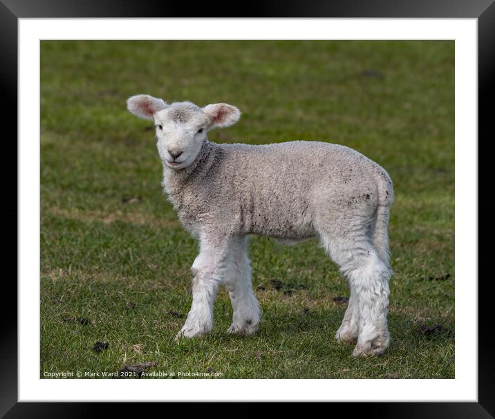 Little but Brave Lamb. Framed Mounted Print by Mark Ward