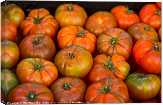 tomatoes Canvas Print by MallorcaScape Images