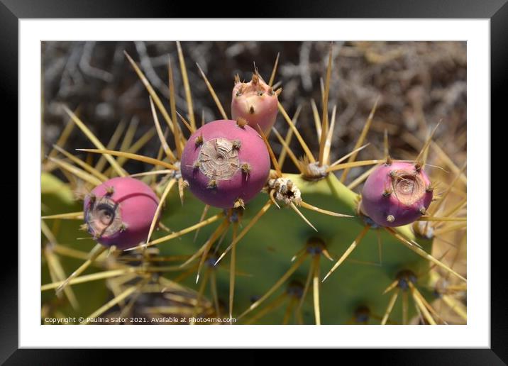 Opuntia, prickly pear Framed Mounted Print by Paulina Sator