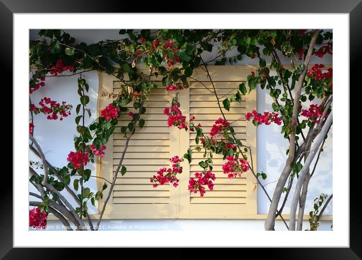 Yellow shutter and pink flowers Framed Mounted Print by Paulina Sator