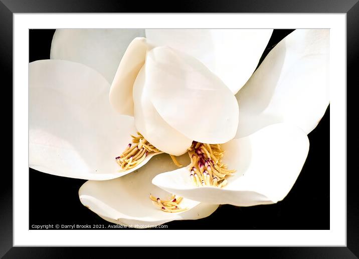 Magnolia Blossom with Stamens in Petals Framed Mounted Print by Darryl Brooks