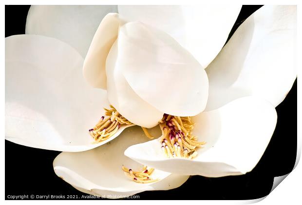 Magnolia Blossom with Stamens in Petals Print by Darryl Brooks