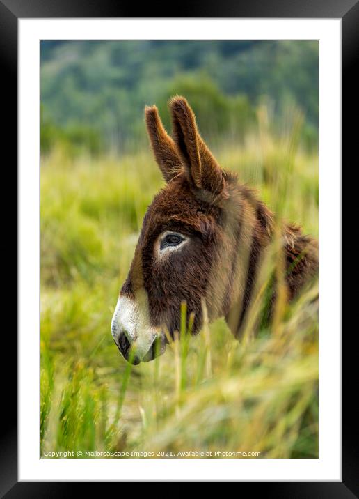 donkey portrait Framed Mounted Print by MallorcaScape Images