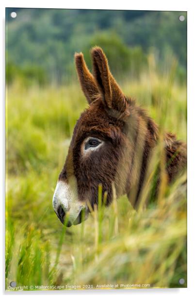 donkey portrait Acrylic by MallorcaScape Images