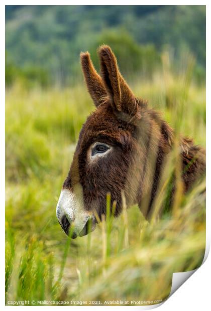 donkey portrait Print by MallorcaScape Images