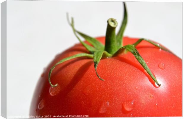 Tomato with water drops Canvas Print by Paulina Sator