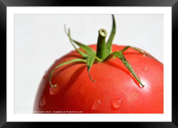 Tomato with water drops Framed Mounted Print by Paulina Sator