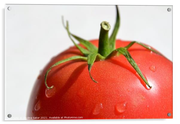 Tomato with water drops Acrylic by Paulina Sator